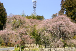 続・“神原のしだれ桜”