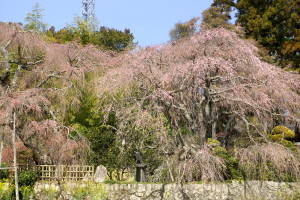 続・“神原のしだれ桜”