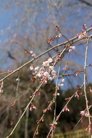 続・“神原のしだれ桜”