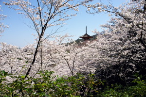 宮島へ、鹿と桜を