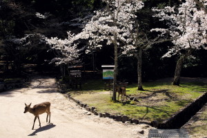 宮島へ、鹿と桜を