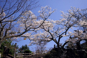 宮島へ、鹿と桜を