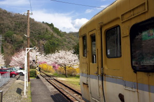 3月の花まとめ