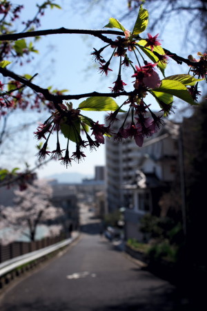 江波の桜へ