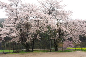 雨の奥畑桜