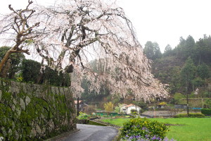 雨の奥畑桜