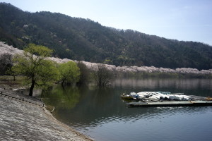 土師ダムの桜