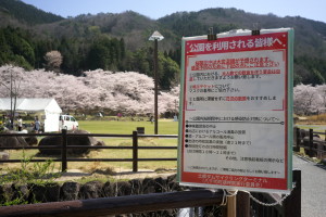 土師ダムの桜