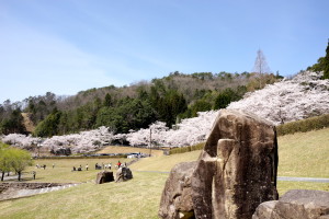 土師ダムの桜