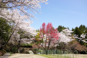 湧永庭園の桜