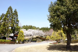 湧永庭園の桜