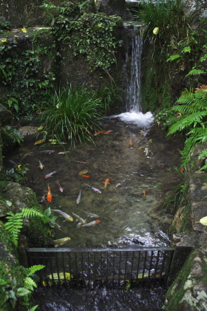 雨の三瀧寺