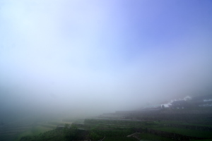 霧の棚田