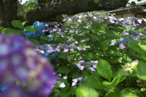 晴れの日の紫陽花