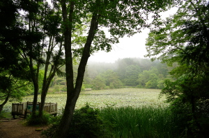 極楽寺山 睡蓮まつり