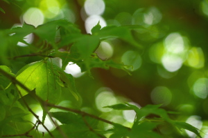 三次・尾関山公園