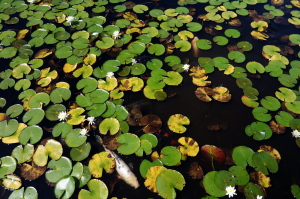 極楽寺山・蛇の池