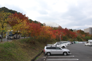 広島広域公園の秋色