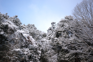 今朝の雪景色