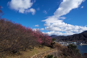 坂町・横浜公園の梅