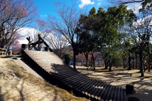 坂町・横浜公園の梅