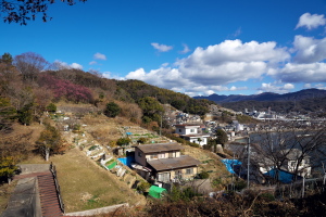 坂町・横浜公園の梅