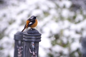 雪の広域公園（ α-7Digital）