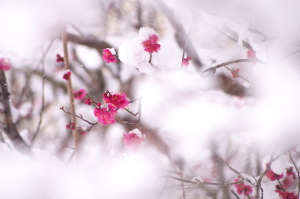 雪と梅の花