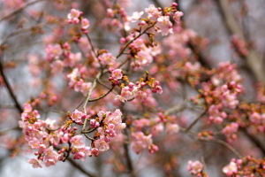 植物公園の河津桜