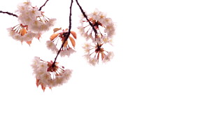 音戸の桜
