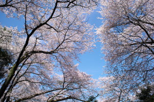 桜・サクラ・桜