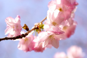 レイクパーク本庄の桜