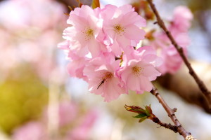 レイクパーク本庄の桜