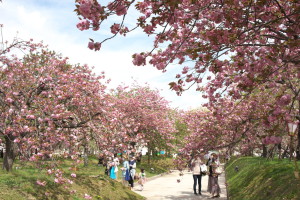 造幣局広島の八重桜へ