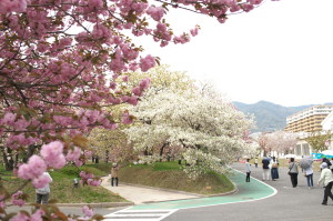 造幣局広島の八重桜へ