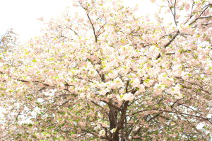 RX1の八重桜