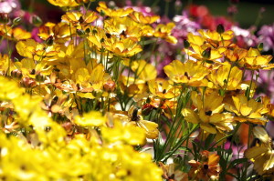 黄金色に輝く花壇