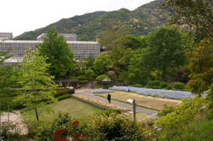 植物公園のネモフィラ花壇