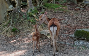奈良のバンビと宮島の鹿