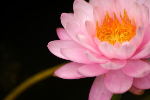 植物公園・今日の花ごよみ