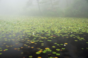 霧の蛇の池睡蓮