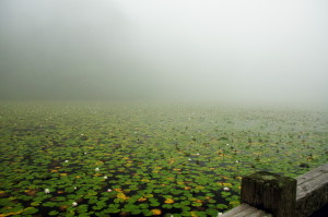霧の蛇の池睡蓮