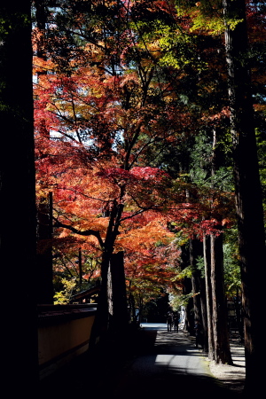 秋の仏通寺