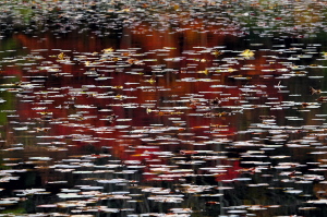 蛇の池・落葉