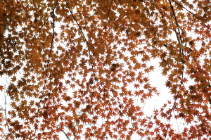 花みどり公園・紅葉