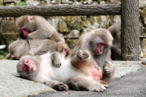神庭の滝で猿集団