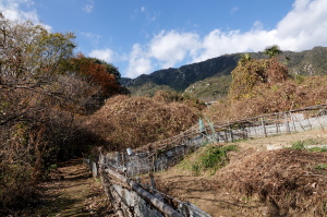 大野浦から西国街道-1