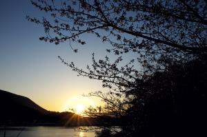 上関の河津桜