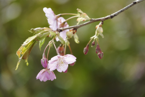 蒲刈の河津桜とメジロ