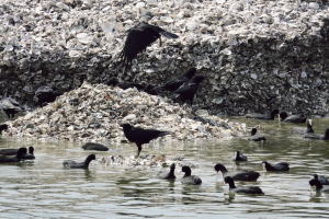 瀬野川河口の野鳥たち